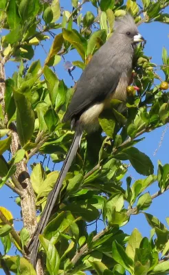 File:Colius White-backed mousebird feeding on Duranta berries 9860s.jpg