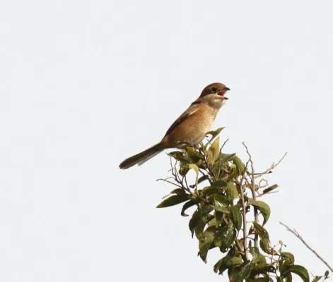 File:Bull-headed Shrike (Lanius bucephalus).jpg