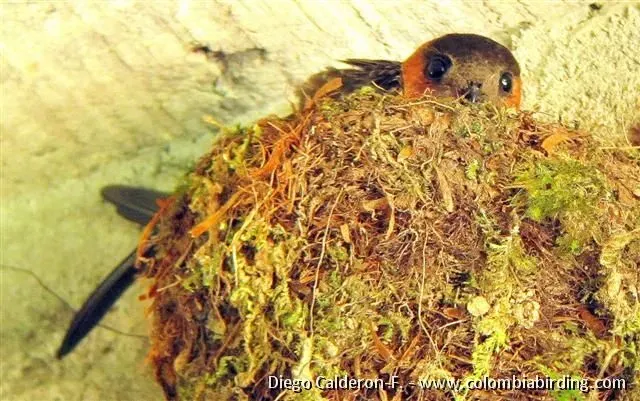 File:Chestnut-collared Swift - Streptoprocne rutila - La Romera, C Andes.jpg