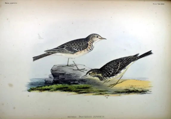 File:Anthus pratensis japonicus Fauna Japonica.jpg