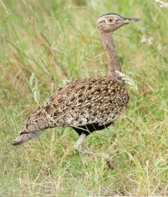 File:Lophotis ruficrista 1.jpg