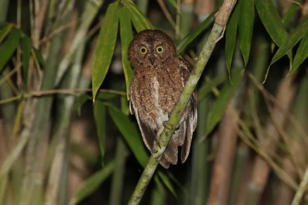 File:Otus sulaensis 435254199.jpg
