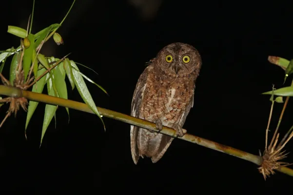 File:Otus sulaensis 435254111.jpg