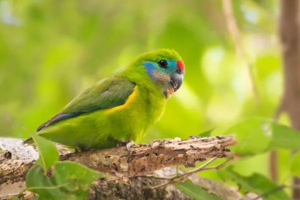 File:Cyclopsitta diophthalma 339539143.jpg