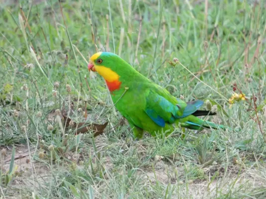 File:Polytelis swainsonii 64438046.jpg
