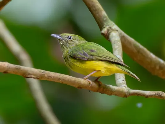 File:Lepidothrix vilasboasi Golden-crowned Manakin (female), Novo Progresso, Pará, Brazil (cropped).jpg