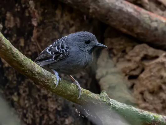 File:Willisornis vidua nigrigula Tapajos Scale-backed Antbird (male), Novo Progresso, Pará.jpg