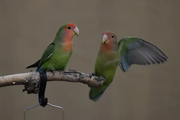 File:Agapornis roseicollis 443425098.jpg