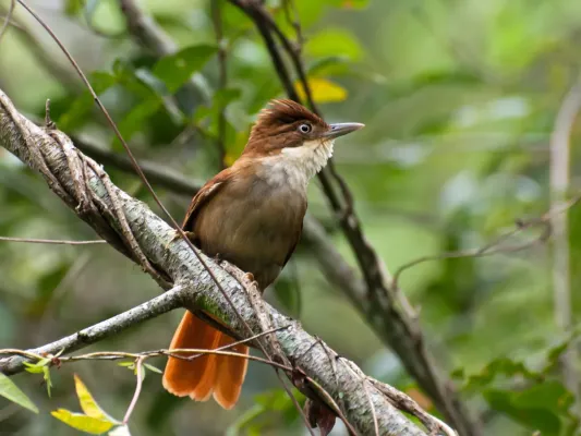File:Automolus leucophthalmus -Piraju, Sao Paulo, Brazil-8.jpg