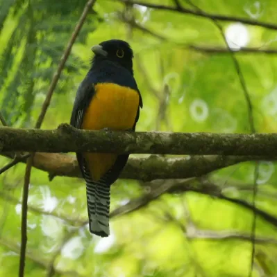 File:Trogon violaceus 3.jpg