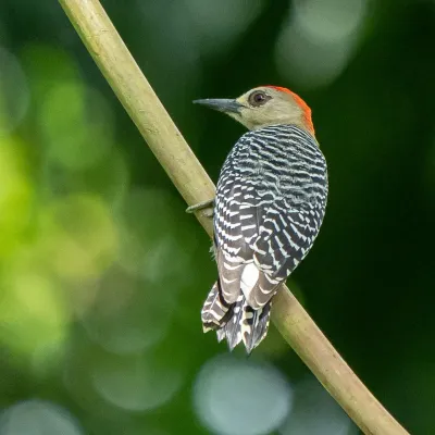 File:Melanerpes rubricapillus 445498087.jpg