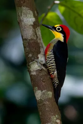 File:Melanerpes flavifrons 424903912.jpg