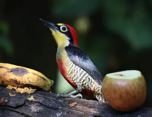 File:Melanerpes flavifrons 423597673.jpg