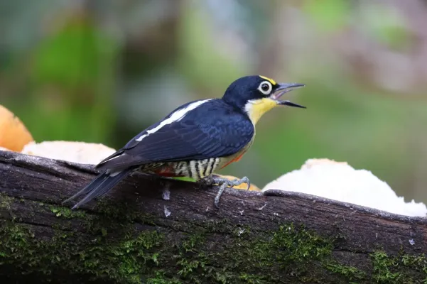 File:Melanerpes flavifrons 423597732.jpg