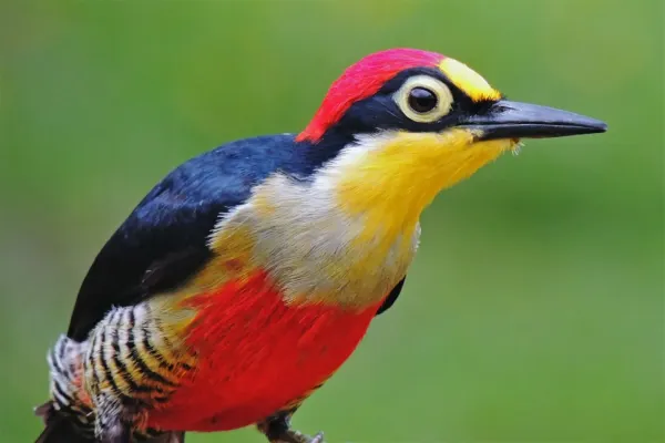 File:Melanerpes flavifrons 301168560.jpg