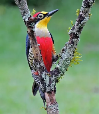 File:Melanerpes flavifrons 301168783.jpg