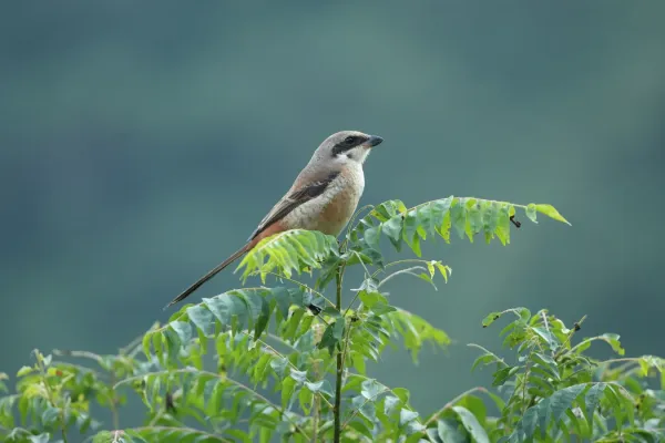 File:Grey-backed Shrike (Lanius tephronotus) 04.jpg
