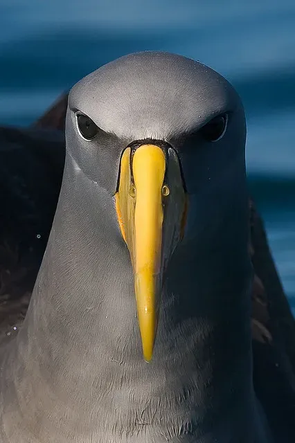 File:Chatham albatross (Thalassarche eremita).jpg