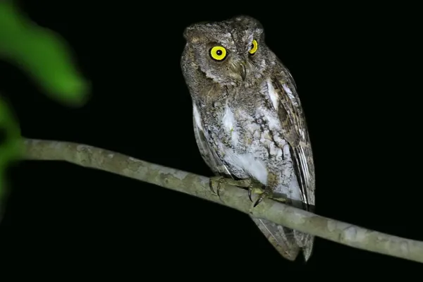 File:Oriental Scops-Owl (Walden's) Otus sunia modestus, Andamans 3.jpg