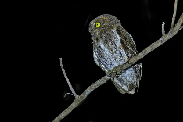 File:Oriental Scops-Owl (Walden's) Otus sunia modestus, Andamans 2.jpg