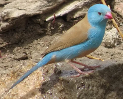 File:Uraeginthus cyanocephalus 43015623.jpg