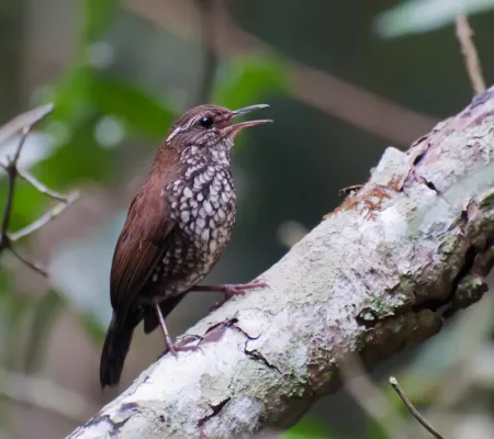 File:Lochmias nematura -Piraju, Sao Paulo, Brazil-8.jpg