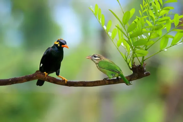File:Southern Hill Myna Gracula indica, Thattekad,2.jpg