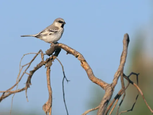 File:Passer zarudnyi 338957723.jpg