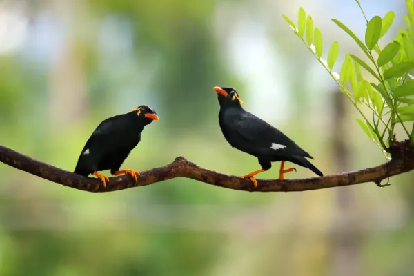 File:Southern Hill Myna Gracula indica, Thattekad,4.jpg