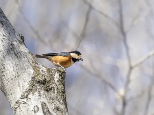 File:Sittiparus varius Gumma-ken Japan 20240302- YAS1267.jpg