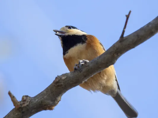 File:Sittiparus varius Gumma-ken Japan-20201207- A070013.jpg