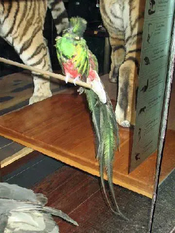 File:Stavenn Pharomachrus mocinno 00.jpg