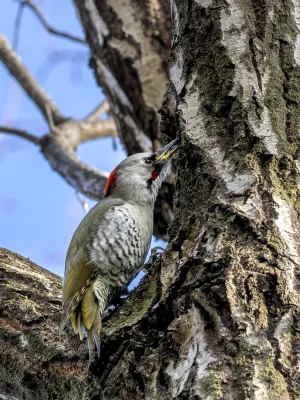 File:Picus awokera Gumma Japan 20240317- YAS7149-2.jpg