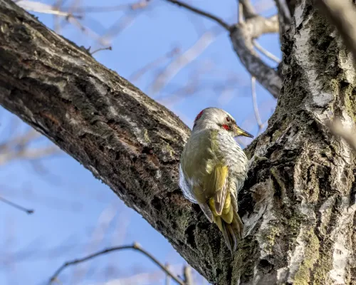 File:Picus awokera Gumma Japan 20240317- YAS7077-2.jpg