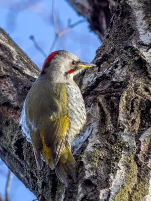 File:Picus awokera female 20240317- YAS7056-3.jpg
