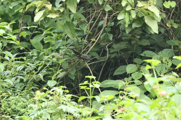 File:White-throated Fantail (Rhipidura albicollis) from Himachal Pradesh (3).jpg