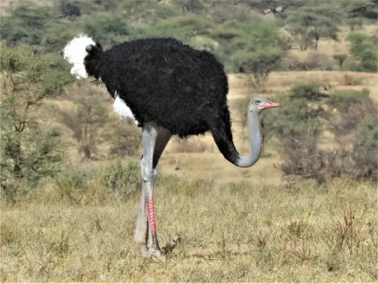 File:Struthio molybdophanes 49854225.jpg