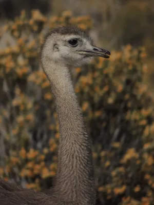File:Rhea pennata 401855128.jpg