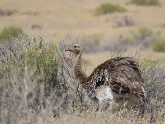 File:Rhea pennata 352439478.jpg