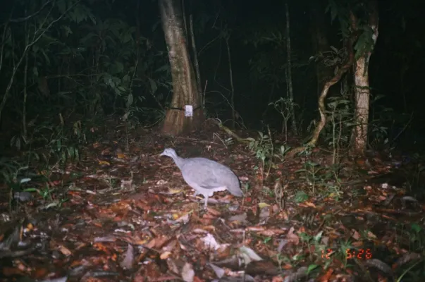 File:Tinamus tao 53853764.jpg