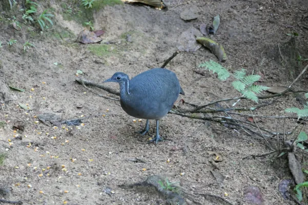 File:Tinamus tao 228505931.jpg