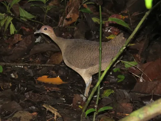 File:Tinamus major 66498319.jpg