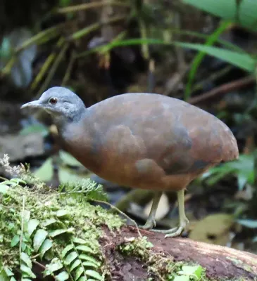 File:Crypturellus soui 417127988.jpg