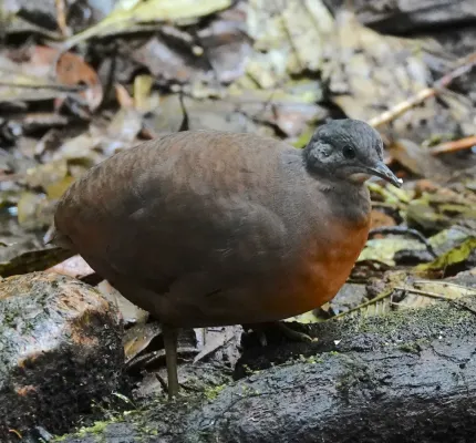 File:Crypturellus soui harterti 176069257.jpg