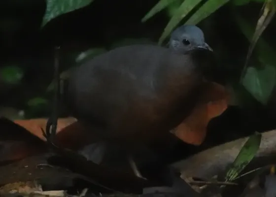 File:Crypturellus soui 255449618.jpg