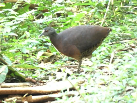 File:Crypturellus obsoletus 357982076.jpg