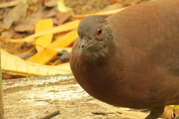 File:Crypturellus obsoletus 352974504.jpg