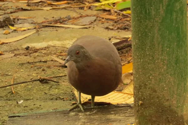 File:Crypturellus obsoletus 352974486.jpg