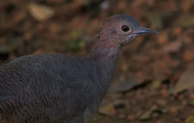 File:Crypturellus undulatus 288998469.jpg