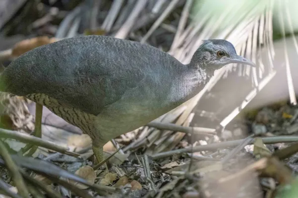 File:Crypturellus undulatus 229042175.jpg